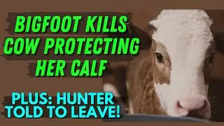 Bigfoot Kills Cow Protecting Her Calf! Plus: Hunter Gets Told TO LEAVE NOW!