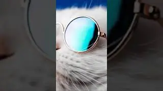 Cool cat lol