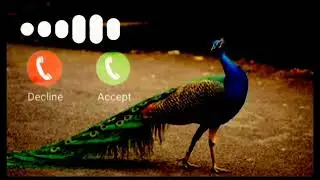 Massage ringtone peacock ringtone koyal ringtone mor ringtone Notification ringtone new ringtone