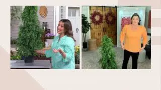 4' Downswept Indoor/Outdoor Faux Cedar Tree by Kim Gravel on QVC