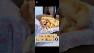 Remains a puppy, just ignore the size!! #dog #pets #goldenretriever #cute #viral #petlover #cat