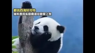 Dominant CEO, Giant Panda 都说大熊猫四海好可怜，谁料是现实版霸道总裁爱上我，妥妥的熊生赢家