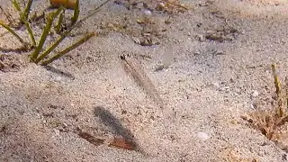 Inkognito-Grundel (Gobius incognitus)