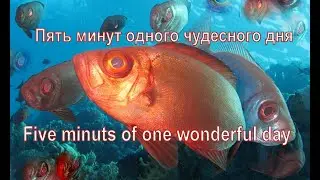 Пять минут одного чудесного дня/Five minuts of one wonderful day