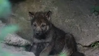 Nysgerrige ulveunger 🐺