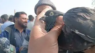 Kalar Saydan Birds Market 24th November 2025