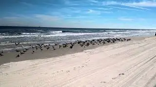 Birds on Florida's Butler Beach