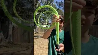 4 1/2 Bullwhip In Green #whip #custom #shorts