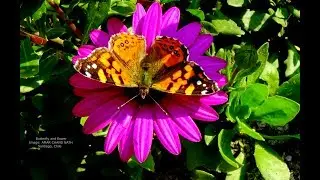 Amar Chand Nath&acute;s documentary: Butterfly sucking honey from flower to flower