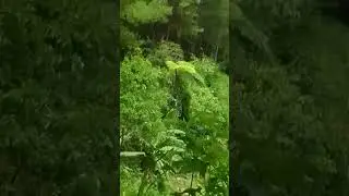 wisata viral alas pinus reborn