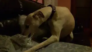 Bubble Wrap Pop Dog