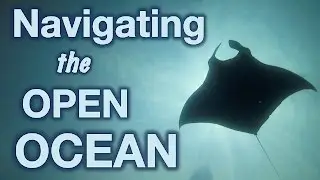 How Animals Navigate the Open Ocean