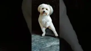 #ai