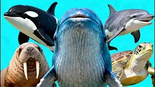 50+ Giant Sea Animals: Whale, Dolphin, Shark, Walrus, Orca, Turtle – Hewan Animal Video