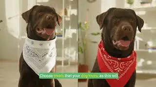 Master the Heel Command  A Step by Step Dog Training Guide