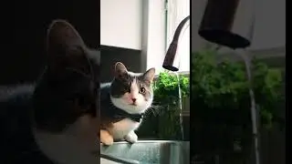 A Cat Drinking Tap Water