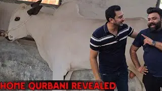 Alhumdulillah Home Qurbani Bakraeid 2025 Inshallah - Kya Naam Rakhain? - Farrukh Cattle Farm