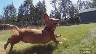 Perro salchicha, el peque&ntilde;o gran h&eacute;roe de cuatro patas