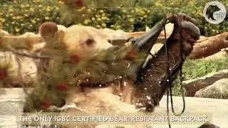Bag vs  Bear   The Flak Sack is Bear Resistant Certified!