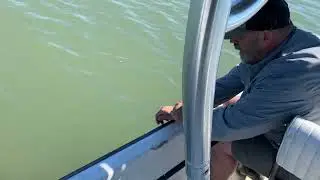 Catching Blue crab on a string and chicken leg