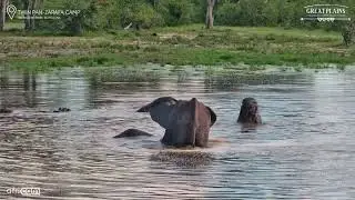 Elephant Pool Party Twin Pan Waterhole