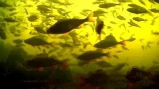 The River. Slow TV Ireland: 1 hour relaxation underwater footage fishcam. Река. Взгляд из под воды.