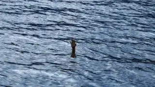 Kendrick Lamar x Leifur James x Jessica Pratt x Moses Boyd - DROWN