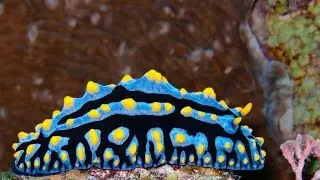 The Coolest Sea Animal You've Never Heard Of