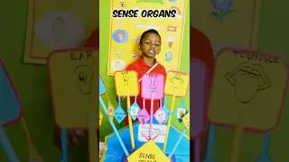 SENSE ORGANS Science Project #senseorgans #english #body #school #senseorgansfunctions #teacher