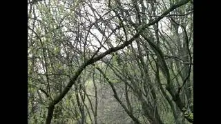 @mir-A_L