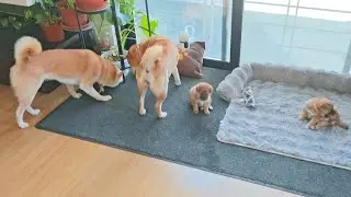 Sneaky Suki trying to steal their munchies‼️