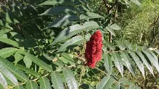 Staghorn Sumac