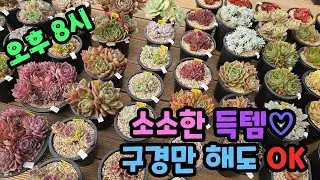 👉 국민이랑 수다 떨다 보면 장바구니 차요✨️