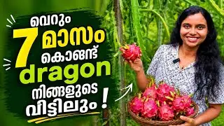 Dragon Fruit 7 മാസം കൊണ്ട് കായ്ക്കും | നടുമ്പോൾ ശ്രദ്ധിക്കേണ്ടത് | Tips
