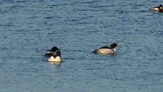 North American Common Mergansers swim in to the edge of the ice as a Red-breasted Merganser naps