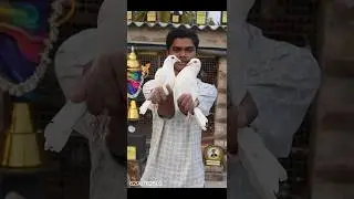 ANDHRA KALANKA-PILANKA PIGEON PAIR OF BITTU MAJUMDER PIGEON LOFT  #pigeonshorts #andhrapigeon