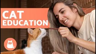 How to EDUCATE a CAT 🐱 | Complete Guide to Cat Training & Education ✅