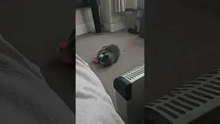 Vicious cat fight!!  #cat  #catlover  #cute  #youtubeshorts