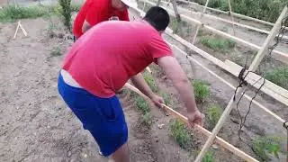 Encañando los tomates