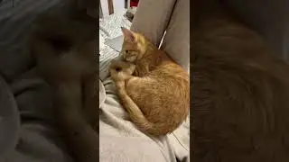 Cat wants to take a nap 😍 #cutecat #cat #shorts #love