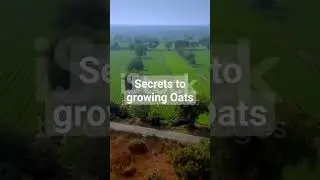 secrets to growing oats