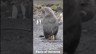 Penguin Vs Seal 😨 #penguin
