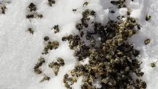 Dead bees in winter, is it normal ?