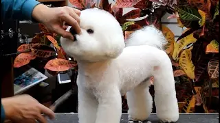 윤형석애견미용원 James' Dog grooming Salon Bichon Pet clip