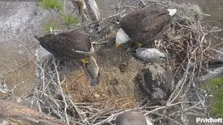 SWFL EAGLE CAM 2026.1.26 M15 and F23 brought the same type of fish (tilapia)!