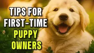 What first-time puppy owners should know, according to dog experts