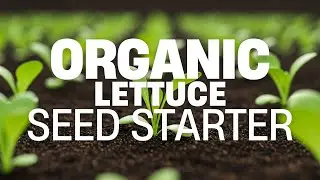 Starting Lettuce Patch in 14 Inch Pot - Old Cobblers Farm Organic Seed Starter