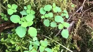Edible Jewelweed