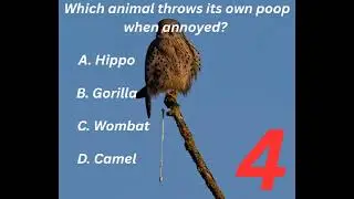 Which animal throws its own poop when annoyed? #FunFact #AnimalFacts #shorts #ytshorts #yt #animals 