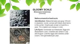 Scale Insects of the Southeast | Mauget Applicator Training